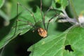 Opiliones between leaves Royalty Free Stock Photo