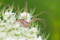 Opiliones Royalty Free Stock Photo