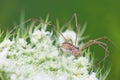 Opiliones Royalty Free Stock Photo