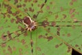 Harvestman On A Leaf