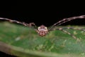 Macro image of a harvestman