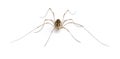 Opiliones spider in front of white background Royalty Free Stock Photo