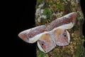 Opisthoxia bella Geometridae, a moth from Costa Rica