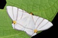 Opisthoxia saturniaria compta Geometridae a rare moth from Costa Rica