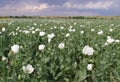 Opium Field