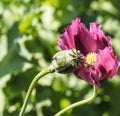 Opium field Royalty Free Stock Photo