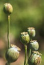 Opium field Royalty Free Stock Photo