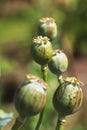 opium field Royalty Free Stock Photo