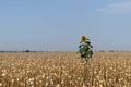 Opium field with a giant roge sunflower standing out Royalty Free Stock Photo