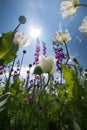 Opium field of konya Royalty Free Stock Photo