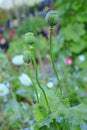 Opium flower Detail of the white Poppy-heads Royalty Free Stock Photo