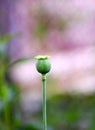Opium Plant in the field Royalty Free Stock Photo