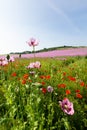 Opium poppies and corn poppies in front of a field with opium poppy plants Royalty Free Stock Photo