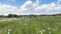 Opium poppies with white and purple flowers growing in field and a tractor on the way in Afyonkarahisar, Turkey Royalty Free Stock Photo