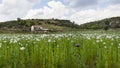 Opium poppies with white and purple flowers growing in field and a white house in background in Afyonkarahisar, Turkey Royalty Free Stock Photo