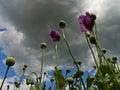 Opium poppy Royalty Free Stock Photo