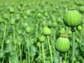 Opium poppy Royalty Free Stock Photo