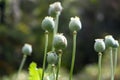 Opium poppy Royalty Free Stock Photo