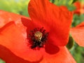 Opium poppy Royalty Free Stock Photo