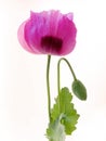 Opium poppy Royalty Free Stock Photo