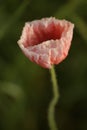 Opium poppy, blossom Papaver rhoeas Royalty Free Stock Photo