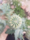 Opium Poppy or breadseed poppy Royalty Free Stock Photo