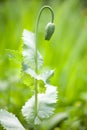 Opium poppy bud Royalty Free Stock Photo