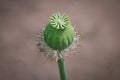 Opium poppy bud Royalty Free Stock Photo