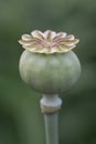 Opium poppy bud. Papaver somniferum Royalty Free Stock Photo