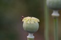 Opium poppy bud. Papaver somniferum Royalty Free Stock Photo