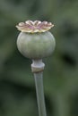 Opium poppy bud. Papaver somniferum Royalty Free Stock Photo