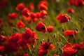 Opium poppy - close up