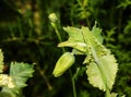 Opium poppy close-up. The Latin name is Papaver Somniferum Royalty Free Stock Photo