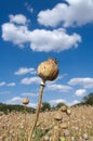 Opium Poppy Dried Capsules Royalty Free Stock Photo