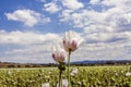 Opium poppy field Flower and Seeds capsules Close up Royalty Free Stock Photo