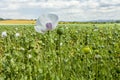 Opium poppy field Flower and Seeds capsules Close up Royalty Free Stock Photo