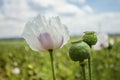 Opium poppy field Flower and Seeds capsules Close up Royalty Free Stock Photo