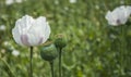 Opium poppy field Flower and Seeds capsules Close up Royalty Free Stock Photo