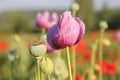 Opium Poppy Royalty Free Stock Photo