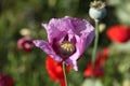 Opium Poppy Royalty Free Stock Photo