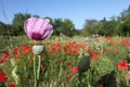 Opium Poppy Royalty Free Stock Photo