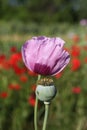 Opium Poppy Royalty Free Stock Photo
