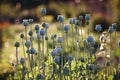 Opium poppy with field out of focus in background. Royalty Free Stock Photo