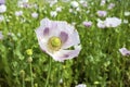 Opium Poppy Field Turkey / Denizli agriculture view