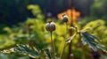 Opium Poppy. Opium poppy fields. Royalty Free Stock Photo