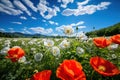 Opium Poppy. Opium poppy fields. Royalty Free Stock Photo