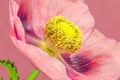 Opium poppy flower