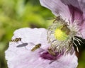 Opium poppy in flower with insects Royalty Free Stock Photo