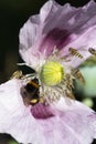 Opium poppy in flower with insects Royalty Free Stock Photo