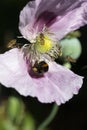 Opium poppy in flower with insects Royalty Free Stock Photo